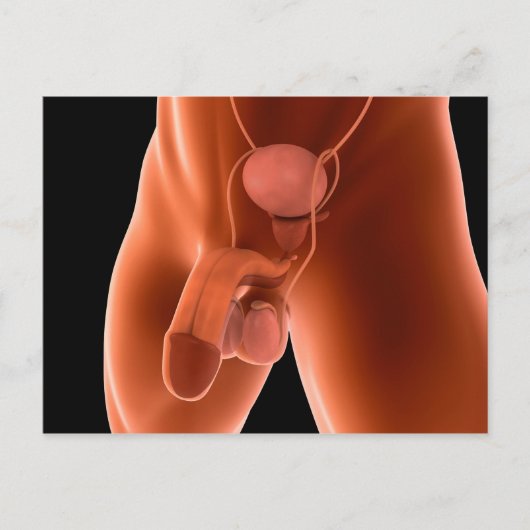 Humaan Mannelijk Voortplantingsstelsel 6 Briefkaart (Voorkant)