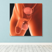 Humaan Mannelijk Voortplantingsstelsel 6 Canvas Afdruk (Insitu (Houten vloer))