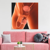 Humaan Mannelijk Voortplantingsstelsel 6 Canvas Afdruk (Insitu (Woonkamer))