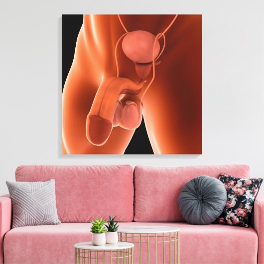 Humaan Mannelijk Voortplantingsstelsel 6 Canvas Afdruk (Insitu (Woonkamer))