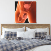 Humaan Mannelijk Voortplantingsstelsel 6 Canvas Afdruk (Insitu (Slaapkamer))