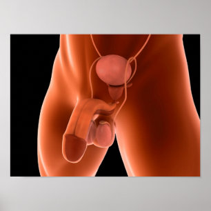 Humaan Mannelijk Voortplantingsstelsel 6 Poster