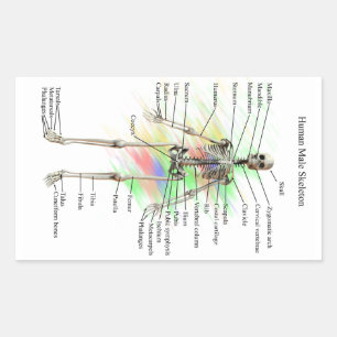 Humaan Mannelijke Skelet stickers