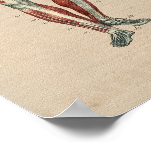 Humaan Musculair Anatomie 1841 Afdruk Poster (Hoek)