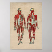 Humaan Musculair Anatomie 1841 Afdruk Poster (Voorkant)