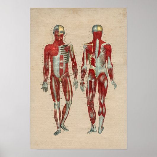 Humaan Musculair Anatomie 1841 Afdruk Poster (Voorkant)
