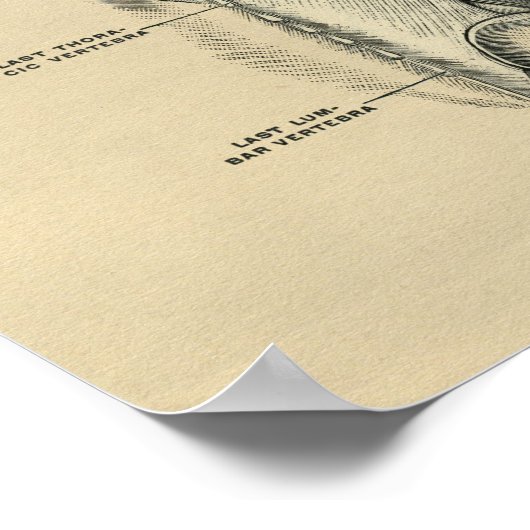 Humaan Musculair Anatomie 1902  afdrukken Poster (Hoek)