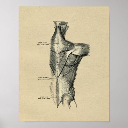 Humaan Musculair Anatomie 1902  afdrukken Poster (Voorkant)