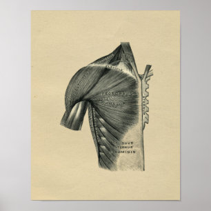Humaan Musculair Anatomie 1902  afdrukken Poster