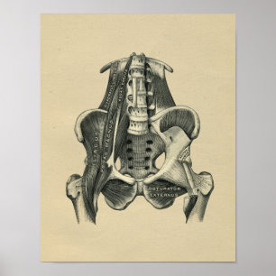 Humaan Musculair Anatomie 1902  afdrukken Poster