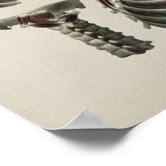 Humaan nekspieren Anatomie  Afdrukken Poster (Hoek)