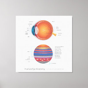 Humaan oog anatomie canvas afdruk