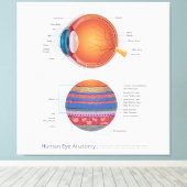 Humaan oog anatomie canvas afdruk (Insitu (Houten vloer))