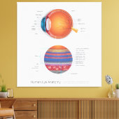 Humaan oog anatomie canvas afdruk (Insitu (Woonkamer))