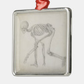 Humaan skelet: Lateraal uitzicht in Crouching Post Metalen Ornament (Links)