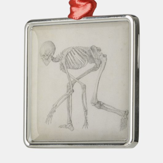 Humaan skelet: Lateraal uitzicht in Crouching Post Metalen Ornament (Links)