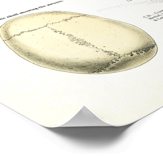 Humaan Skeletanatomie Poster (Hoek)