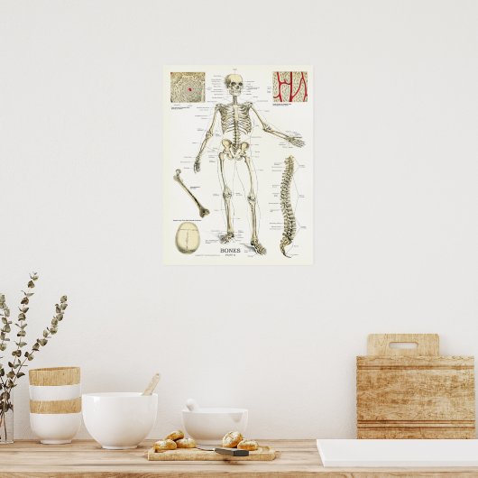 Humaan Skeletanatomie Poster (Keuken)