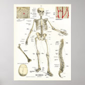 Humaan Skeletanatomie Poster (Voorkant)