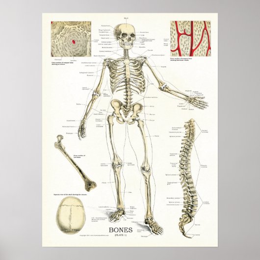 Humaan Skeletanatomie Poster (Voorkant)