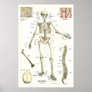 Humaan Skeletanatomie Poster 24 x 36