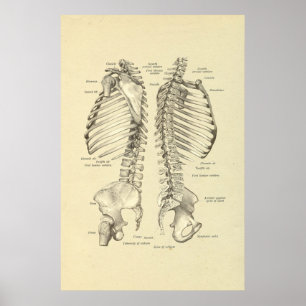 Humaan skeletdwarsdoorsnede van ruggengraat poster