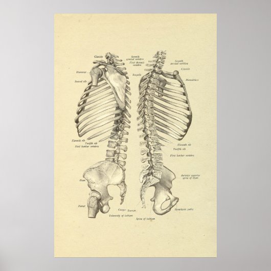 Humaan skeletdwarsdoorsnede van ruggengraat poster (Voorkant)