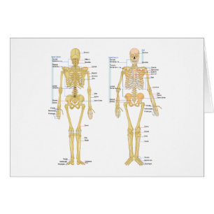 Humaan Skeleton met anatomiediagram
