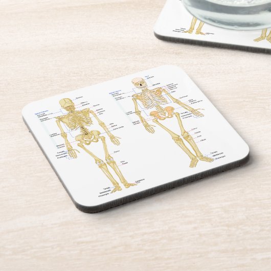 Humaan Skeleton met anatomiediagram Bier Onderzetter (Linkerzijde)
