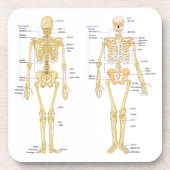 Humaan Skeleton met anatomiediagram Bier Onderzetter (Voorkant)