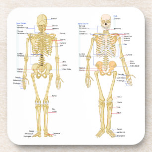 Humaan Skeleton met anatomiediagram Bier Onderzetter