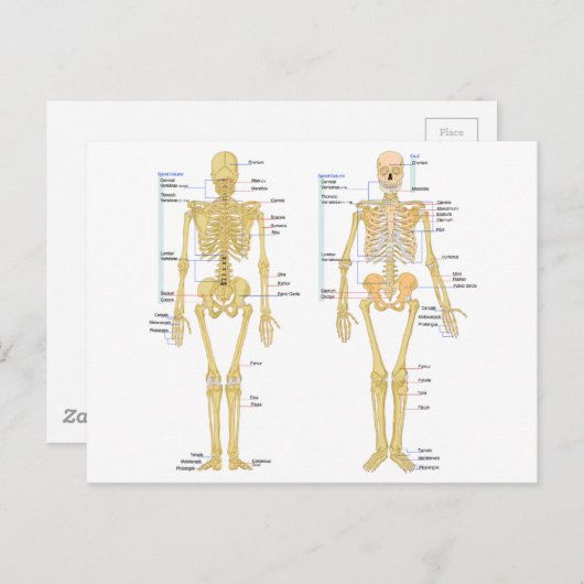 Humaan Skeleton met anatomiediagram Briefkaart (Voorkant / Achterkant)