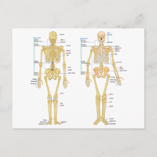Humaan Skeleton met anatomiediagram Briefkaart
