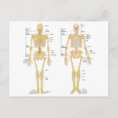 Humaan Skeleton met anatomiediagram Briefkaart (Voorkant)