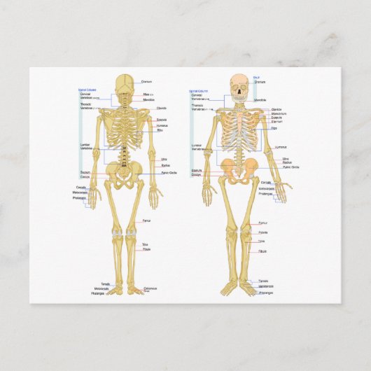 Humaan Skeleton met anatomiediagram Briefkaart (Voorkant)