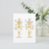 Humaan Skeleton met anatomiediagram Briefkaart (Staand voorkant)