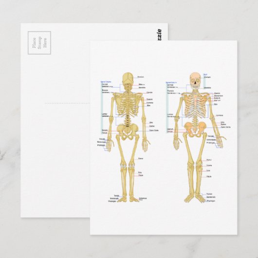 Humaan Skeleton met anatomiediagram Briefkaart (Voorkant / Achterkant)