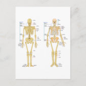 Humaan Skeleton met anatomiediagram Briefkaart (Voorkant)