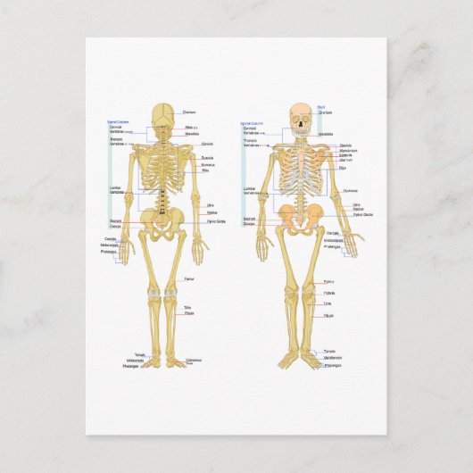 Humaan Skeleton met anatomiediagram Briefkaart (Voorkant)