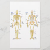 Humaan Skeleton met anatomiediagram Briefpapier (Voorkant)