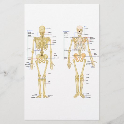 Humaan Skeleton met anatomiediagram Briefpapier (Voorkant)