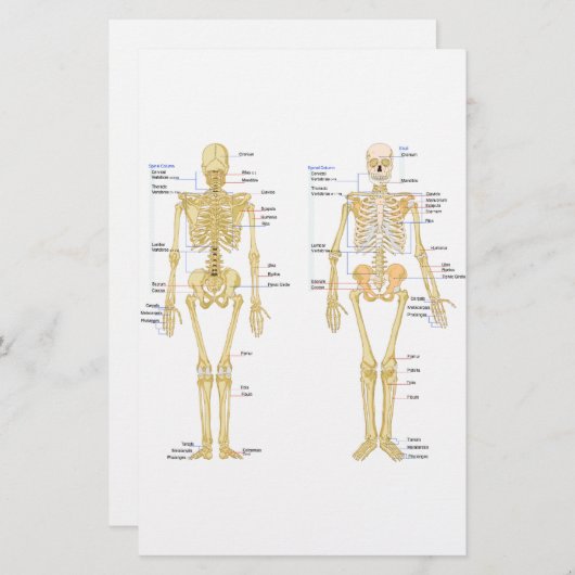 Humaan Skeleton met anatomiediagram Briefpapier (Voorkant / Achterkant)