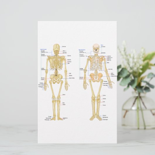 Humaan Skeleton met anatomiediagram Briefpapier (Staand voorkant)