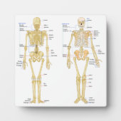 Humaan Skeleton met anatomiediagram Fotoplaat (Voorkant)