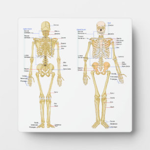 Humaan Skeleton met anatomiediagram Fotoplaat
