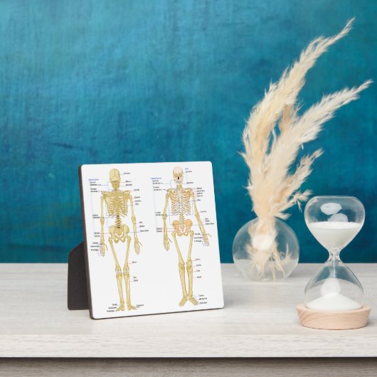 Humaan Skeleton met anatomiediagram Fotoplaat (Insitu)