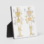 Humaan Skeleton met anatomiediagram Fotoplaat (Voorkant)