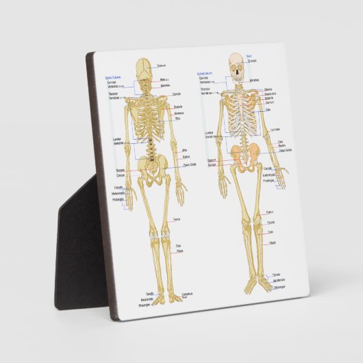 Humaan Skeleton met anatomiediagram Fotoplaat (Voorkant)
