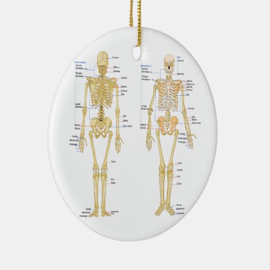 Humaan Skeleton met anatomiediagram Keramisch Ornament (Rechts)