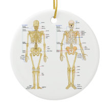 Humaan Skeleton met anatomiediagram